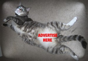Donny The Cat