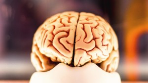 Brain