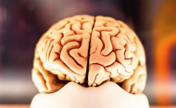 Brain